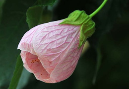 Abutilon 'Louis Marignac'