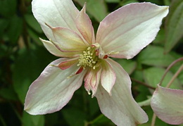 Clematis montana 'Marjorie'