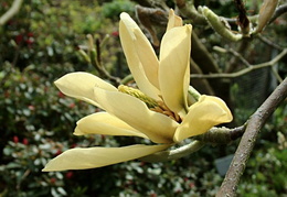 Magnolia 'Butterflies'