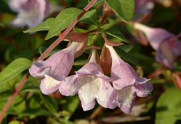 Abelia parvifolia - flowers