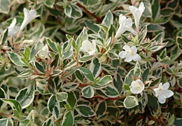 Abelia x grandiflora 'Confetti'