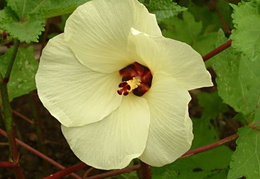 Abelmoschus manihot