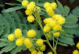 Acacia dealbata 'Gaulois Astier'