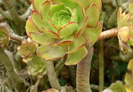 Aeonium arboreum