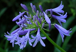Agapanthus 'Loch Hope'