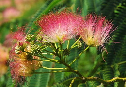 Albizia julibrissin f. rosea
