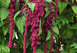 Amaranthus caudatus