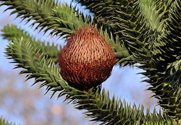 Araucaria araucana - cone