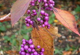 Callicarpa bodinieri var. giraldii 'Profusion'