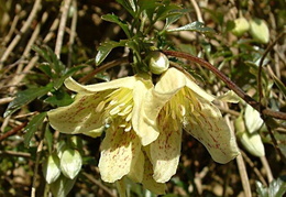 Clematis cirrhosa var. balearica