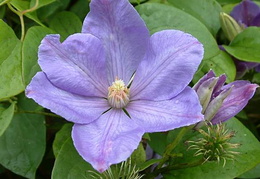 Clematis 'Mrs Cholmondeley'