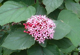 Clerodendrum bungei