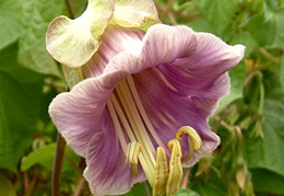 Cobaea scandens