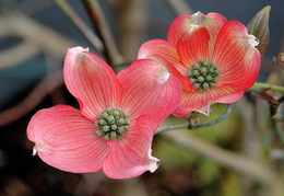 Cornus florida 'Cherokee Chief'