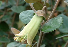 Correa backhousiana