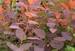 Cotinus 'Grace'