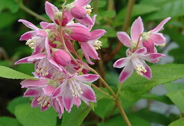 Deutzia x hybrida 'Magicien'
