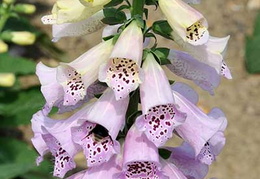 Digitalis purpurea 'Camelot Lavender'