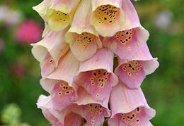 Digitalis purpurea 'Excelsior Group'