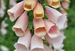 Digitalis purpurea 'Sutton's Apricot'