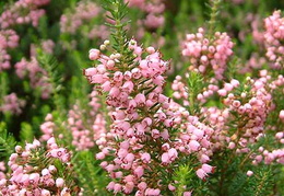 Erica vagans 'Saint Keverne'