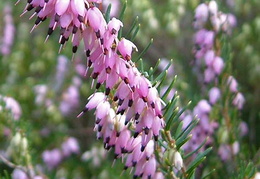 Erica x darleyensis 'Arthur Johnson'