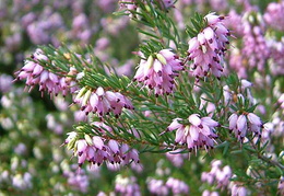 Erica x darleyensis 'Ghost Hills'