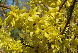 Forsythia suspensa 'Taff's Arnold'