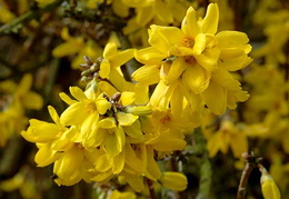 Forsythia x intermedia 'Goldzauber'