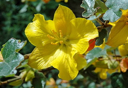 Fremontodendron 'California Glory'