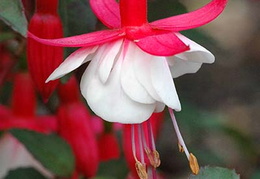 Fuchsia 'Alice Hoffman'