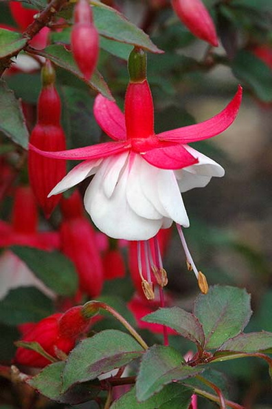 Fuchsia 'Alice Hoffman'.jpg