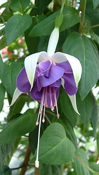 Fuchsia 'Carmel Blue'.jpg