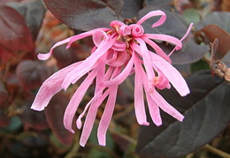 Loropetalum chinense 'Firedance'