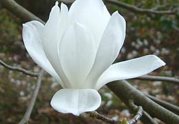 Magnolia denudata