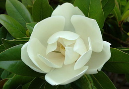 Magnolia grandiflora
