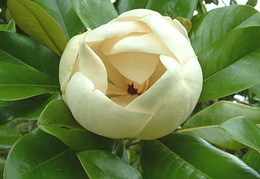 Magnolia 'Maryland' - flower