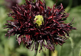 Papaver somniferum 'Blackcurrent Fizz'