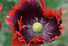 Papaver somniferum 'Burgundy Frills'