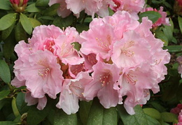 Rhododendron 'Doc'