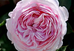 Rosa 'Geoff Hamilton'
