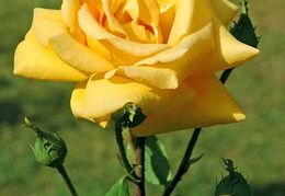 Rosa 'Glenfiddich'