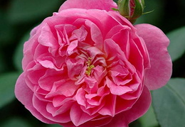 Rosa 'Harlow Carr'