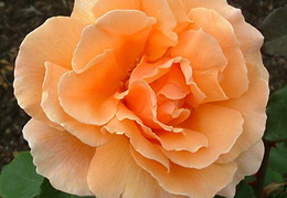 Rosa 'Just Joey'