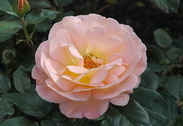Rosa 'Rosemary Harkness'