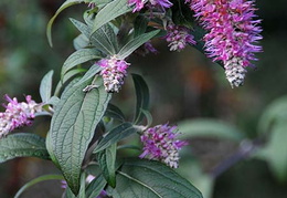 Rostrinucula dependens