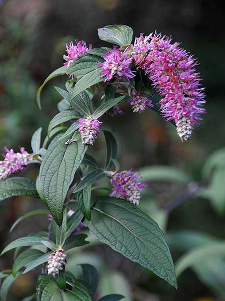 Rostrinucula dependens.jpg