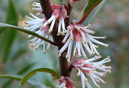 Sarcococca hookeriana var. dygna