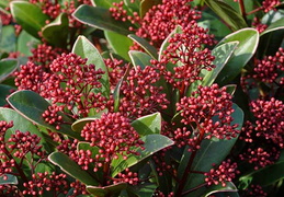 Skimmia japonica 'Rubella'