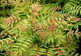 Sorbaria sorbifolia 'Sem'